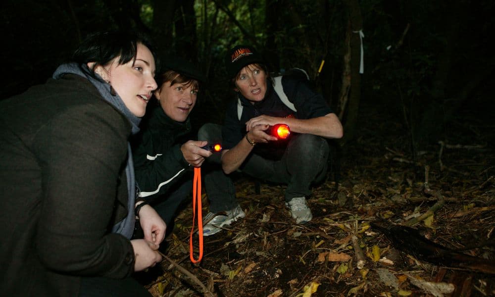 Zealandia Night Tour - main image
